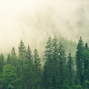 Meža lomas izpēte Zemes ekosistēmās: ieguvumi un izaicinājumi