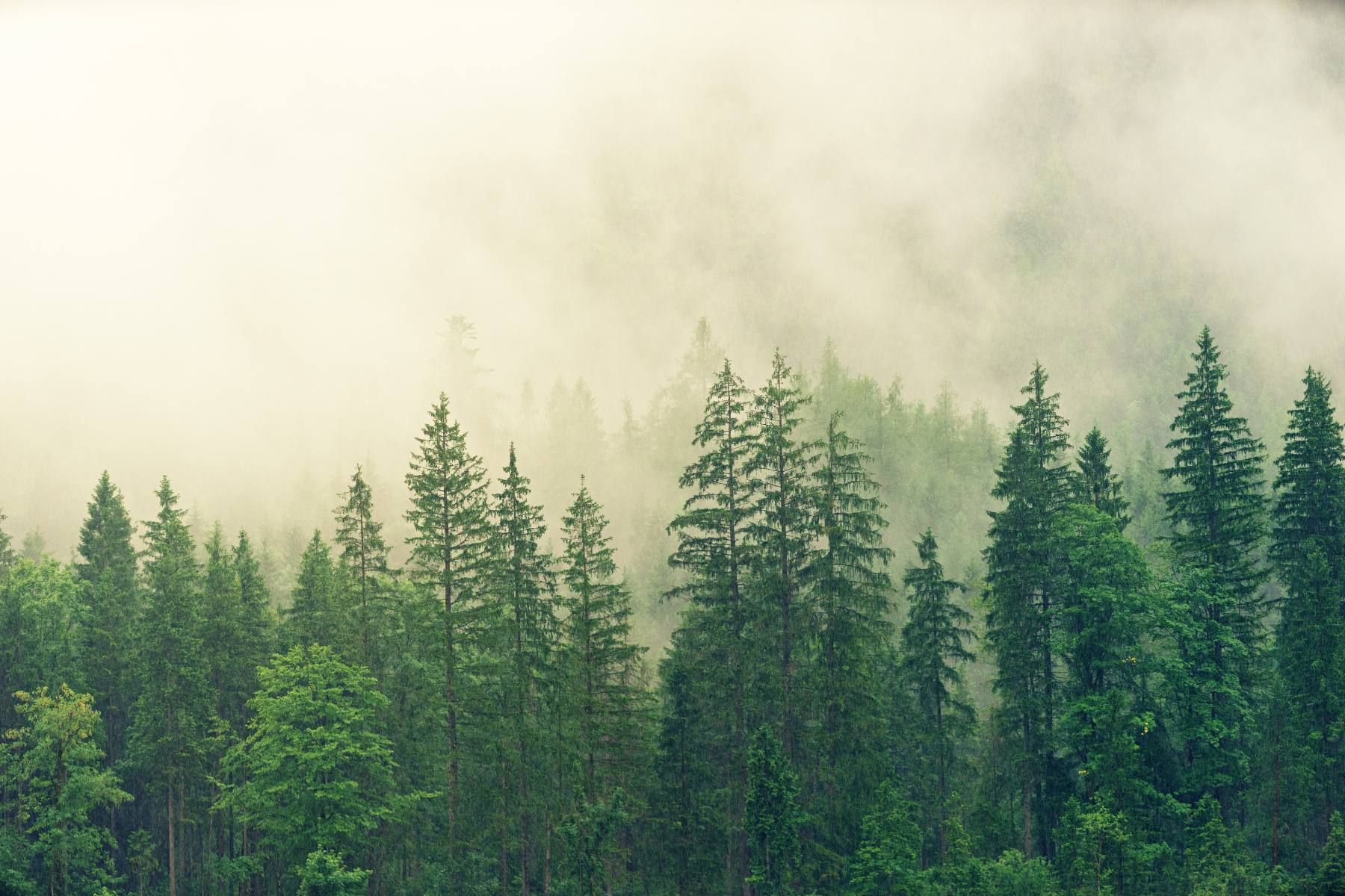 Meža lomas izpēte Zemes ekosistēmās: ieguvumi un izaicinājumi