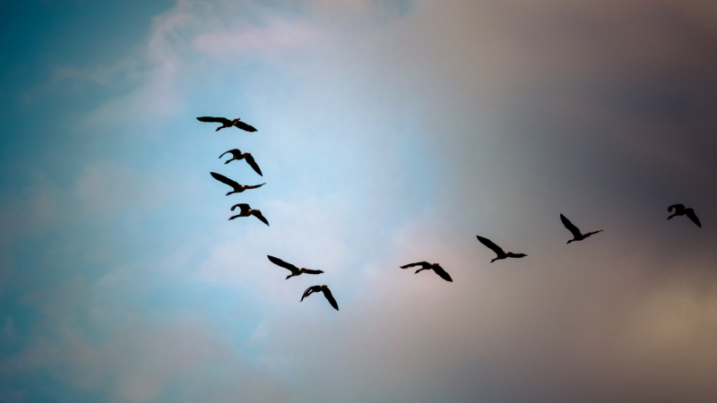 Izpratne par putnu migrācijas modeļiem